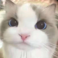 传说中的小菜叶